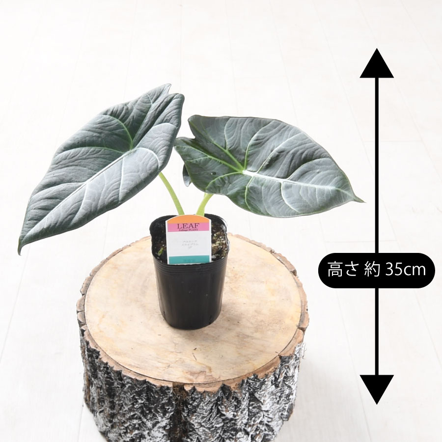 楽天市場】アロカシア スカルプラムSP 観葉植物 珍しい品種 希少 3号