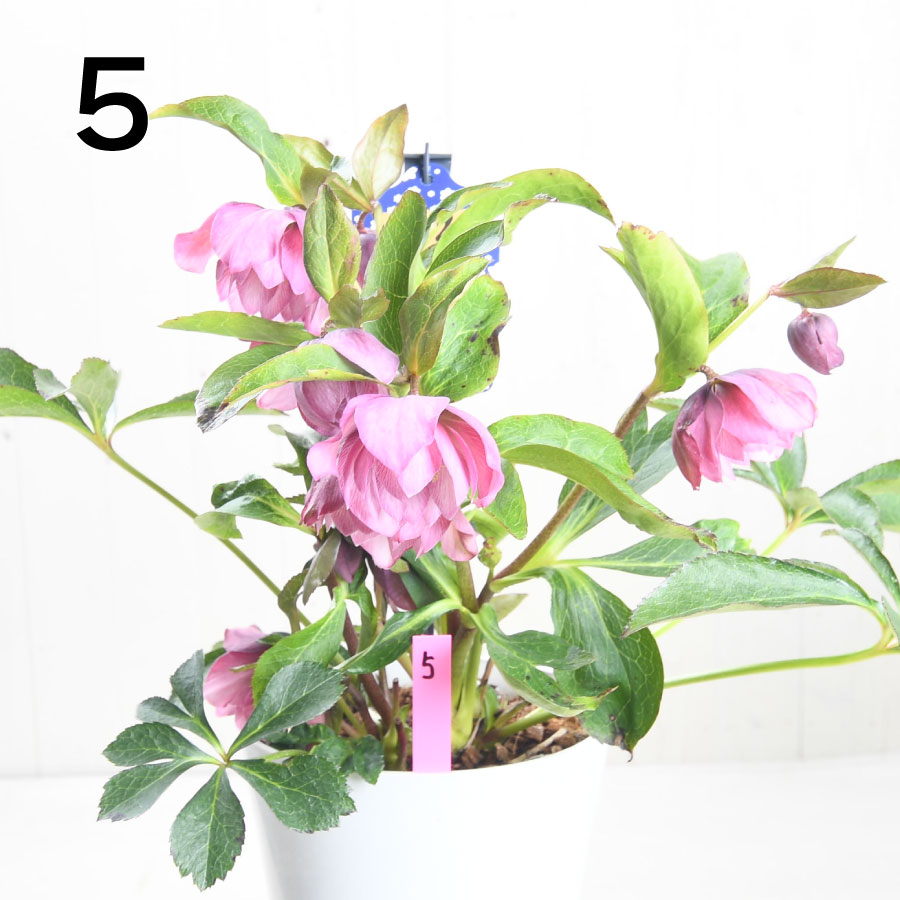 楽天市場】クリスマスローズ 【森花園さん】【現品販売】 ダブルエレン