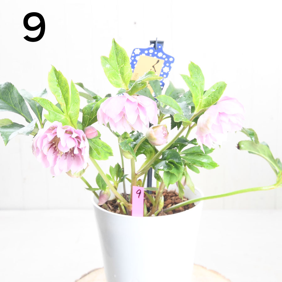 楽天市場】クリスマスローズ 【森花園さん】【現品販売】 ダブルエレン