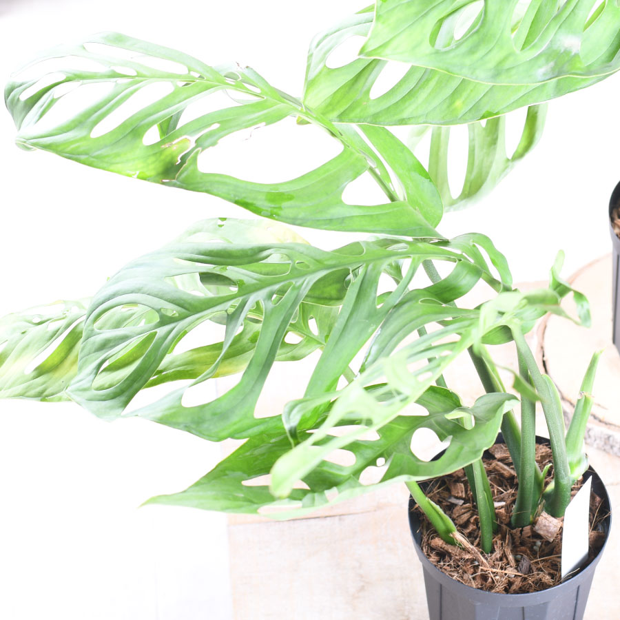 楽天市場】希少！ モンステラ エスケレート 4号鉢 Monstera esqueleto