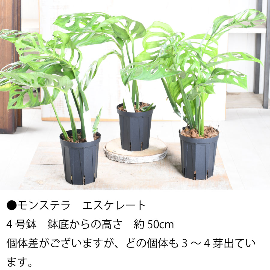 楽天市場】希少！ モンステラ エスケレート 4号鉢 Monstera esqueleto