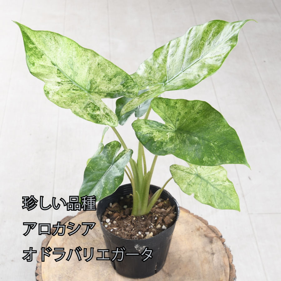 楽天市場】アロカシア オドラ バリエガータ バティック 斑入り 観葉