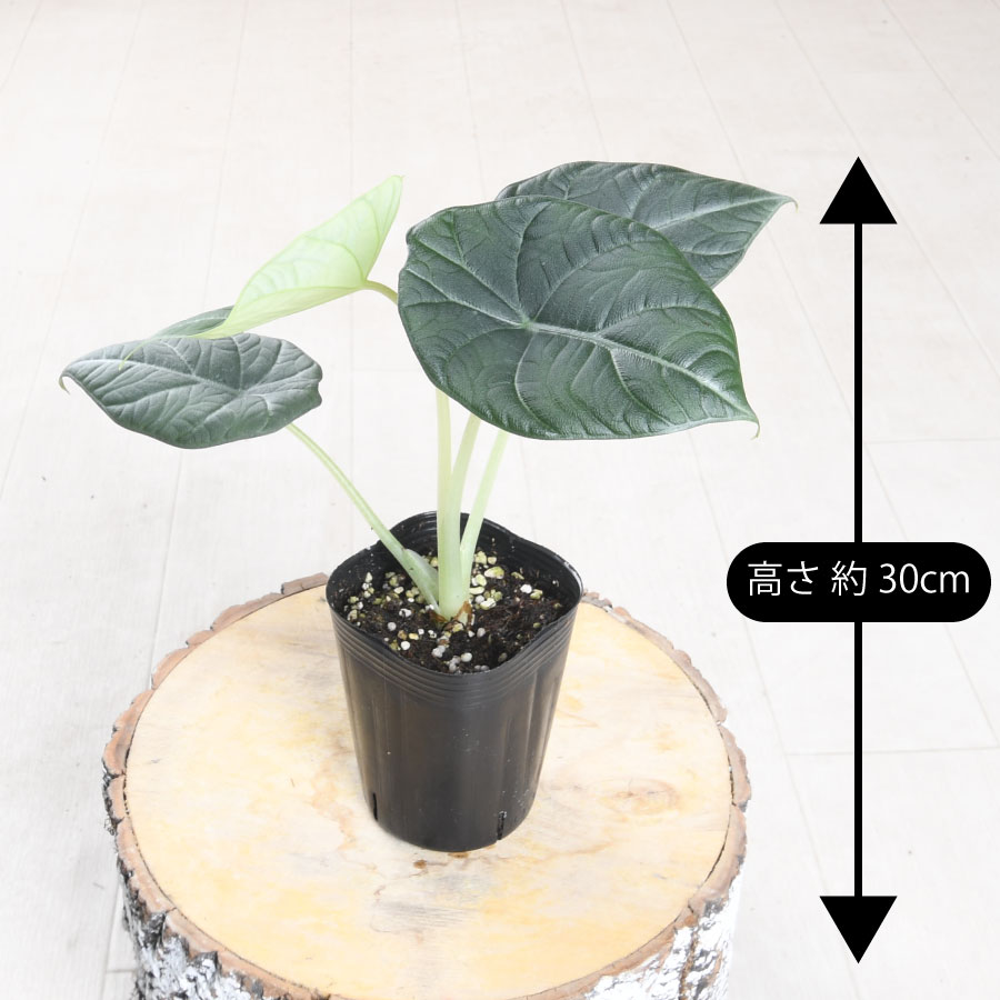 楽天市場】アロカシア マハラニ 観葉植物 珍しい品種 希少 3号 ポット