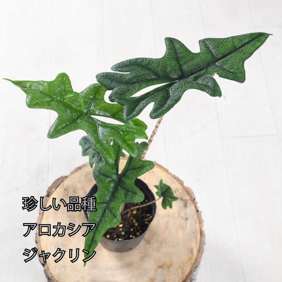 楽天市場】アロカシア ジャクリン ジャックリン 観葉植物 珍しい品種