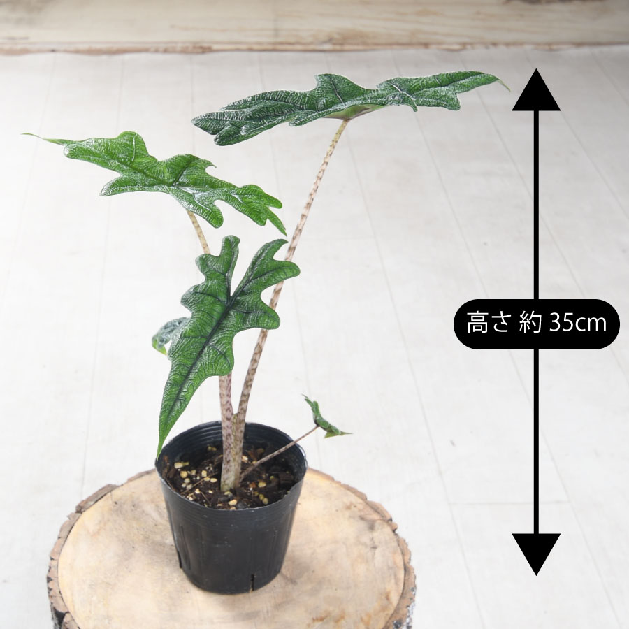 楽天市場】アロカシア ジャクリン ジャックリン 観葉植物 珍しい品種