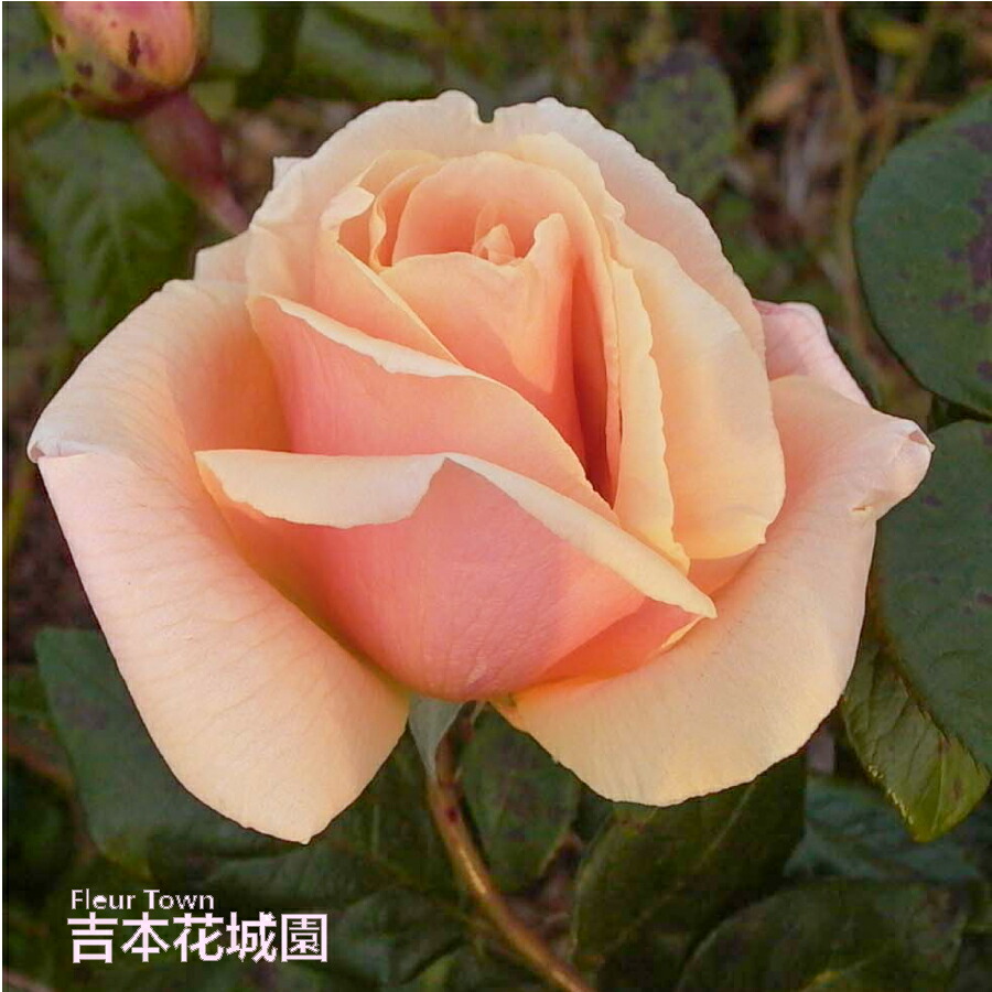 楽天市場】バラ苗 ロイヤルサンセット つるバラ クライミング ローズ