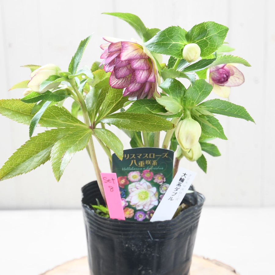 楽天市場】クリスマスローズ 開花株 大輪系ダブルと開花見込み株