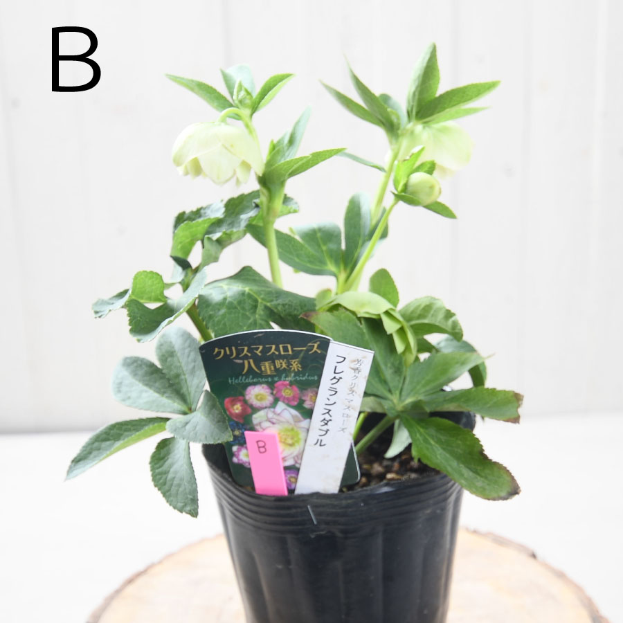 楽天市場】フレグランス クリスマスローズ 芳香性 【現品販売】 曽田