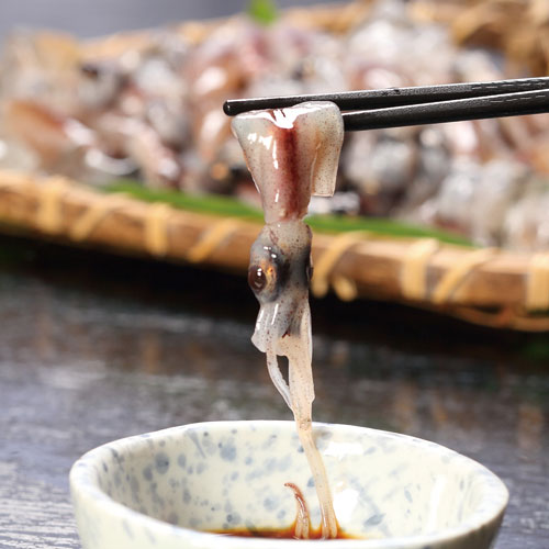 楽天市場】【2026年4月上旬順次発送】＼楽天ランキング1位獲得