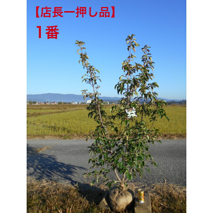 常緑ヤマボウシ ホンコンエンシス 株立」の人気商品一覧 | 安い商品を