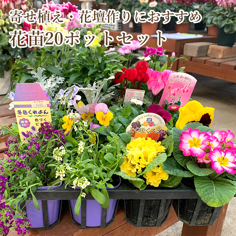 楽天市場】【10%OFF】 寄せ植えや花壇作りにおすすめ 花苗20ポット