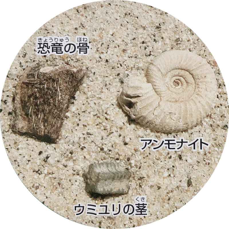 楽天市場】化石発掘クリーニングセット パートII／中生代編 キット