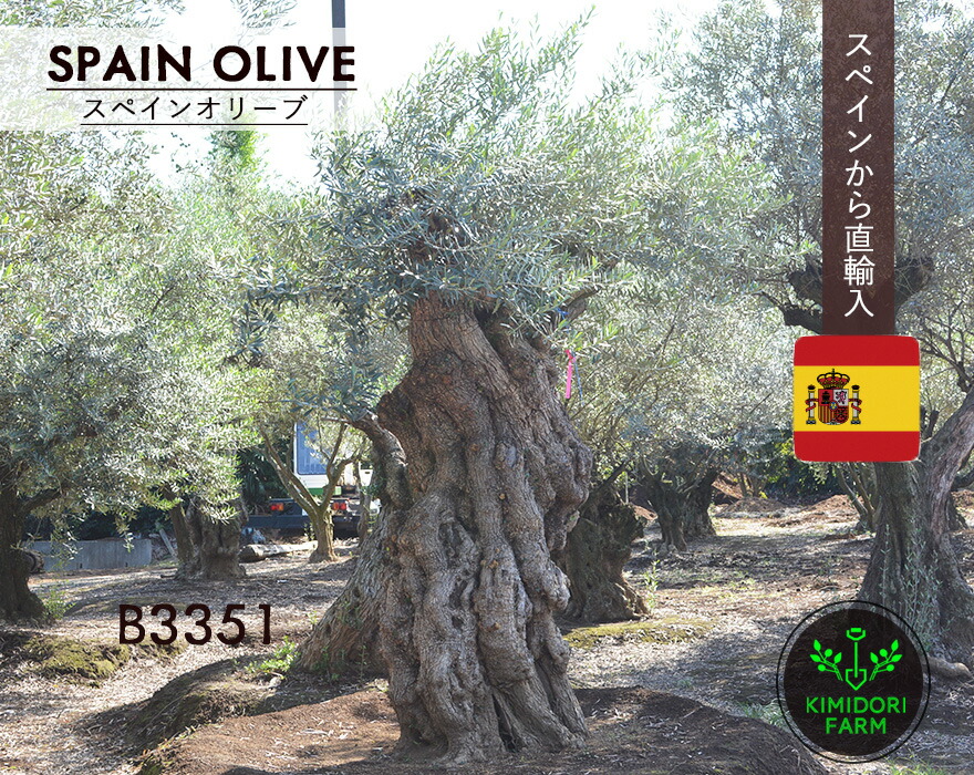 シンボルツリー オリーブ 鉢植え」の人気商品一覧 | 安い商品を通販