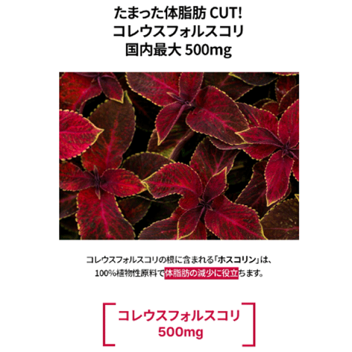 楽天市場】FOODOLOGY コレオロジー カットプロ 60粒 1日2粒 オリーブ