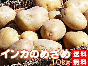 楽天市場】インカのめざめ 10kg【サイズ無選別】北海道産地直送 いんか