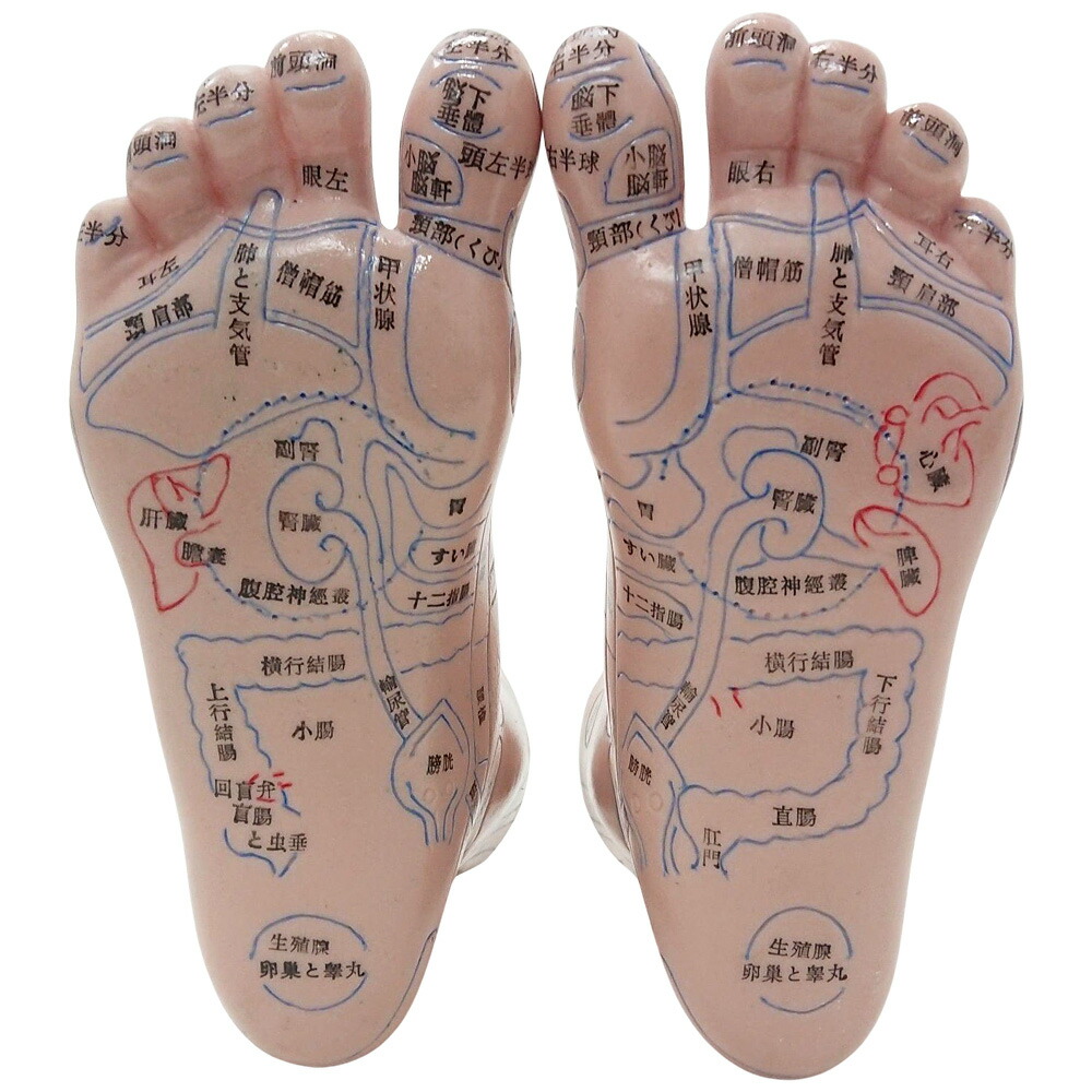 楽天市場】【半額&5%OFFクーポン配布3/1 利用条件あり】 足つぼ 模型