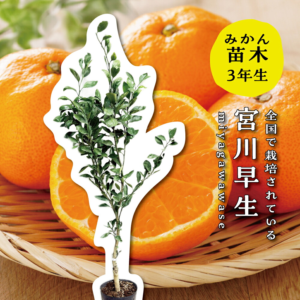 楽天市場】せとか 苗木 【トゲなし系 せとか ［登録品種］】 3年生