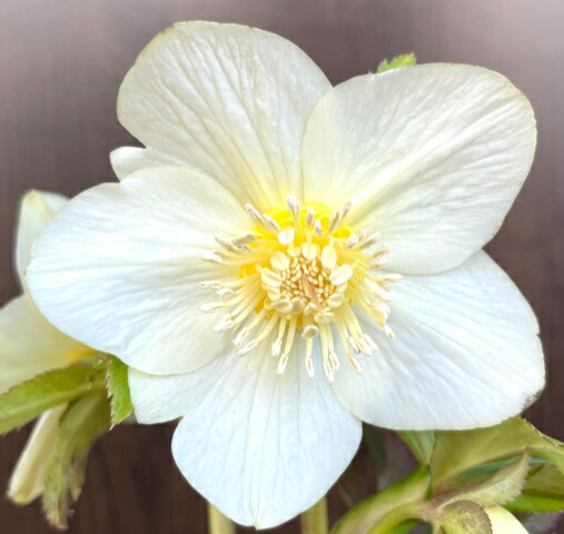 楽天市場】クリスマスローズ ホワイトゴールドの通販