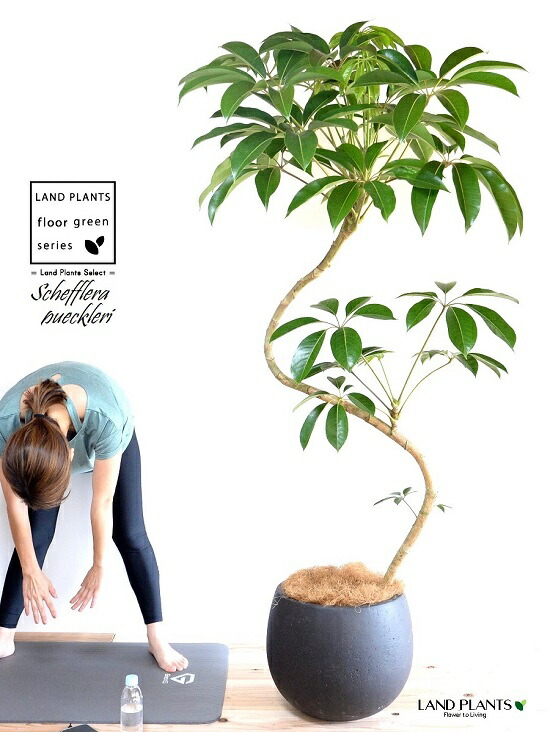 楽天市場】ツピタンサス（シェフレラ・ピュックレリ） 2D曲がり 10号