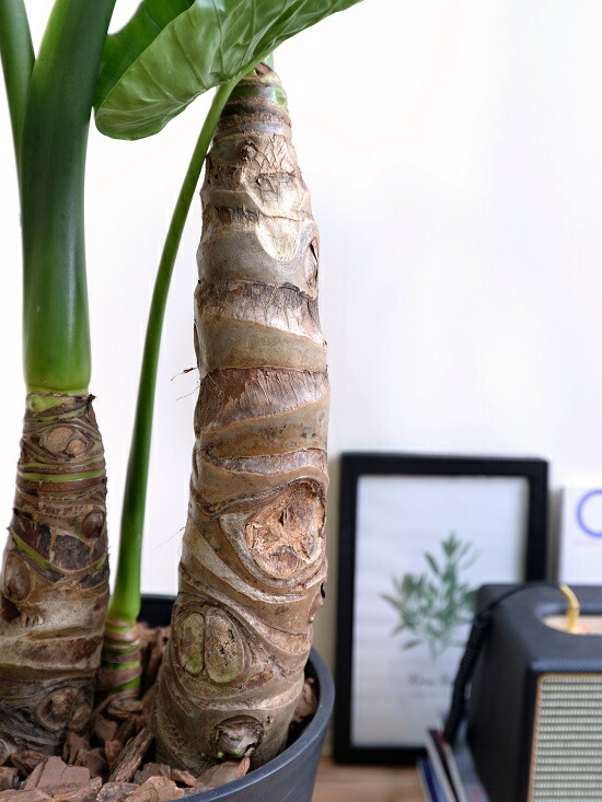 楽天市場】クワズイモ（出世芋） 8号 セラアート鉢 (黒色) 鉢植え