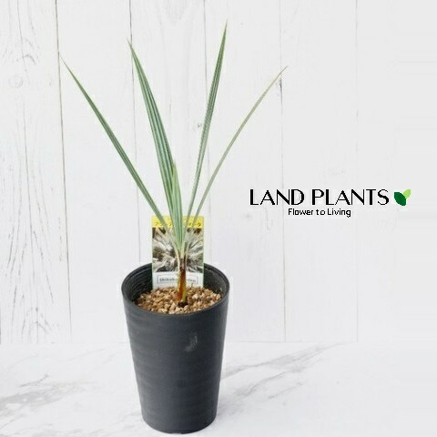 楽天市場】ブラヘア アルマータ（花・ガーデン・DIY）の通販