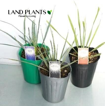 観葉植物 ユッカロストラータ」の人気商品一覧 | 安い商品を通販サイト