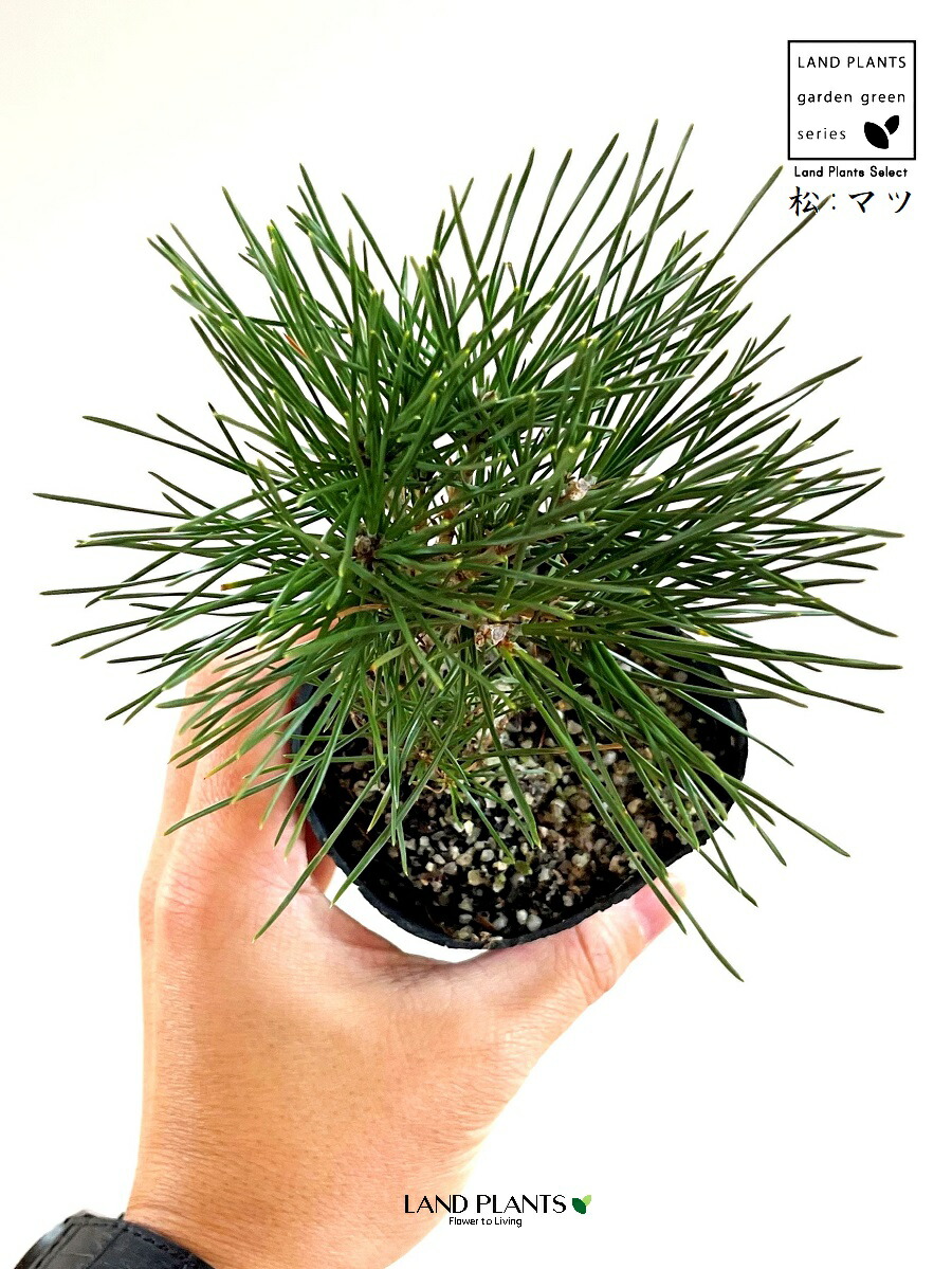 楽天市場】松（三河松：ひねり） 3号 ポット苗 1鉢 三河黒松 三河