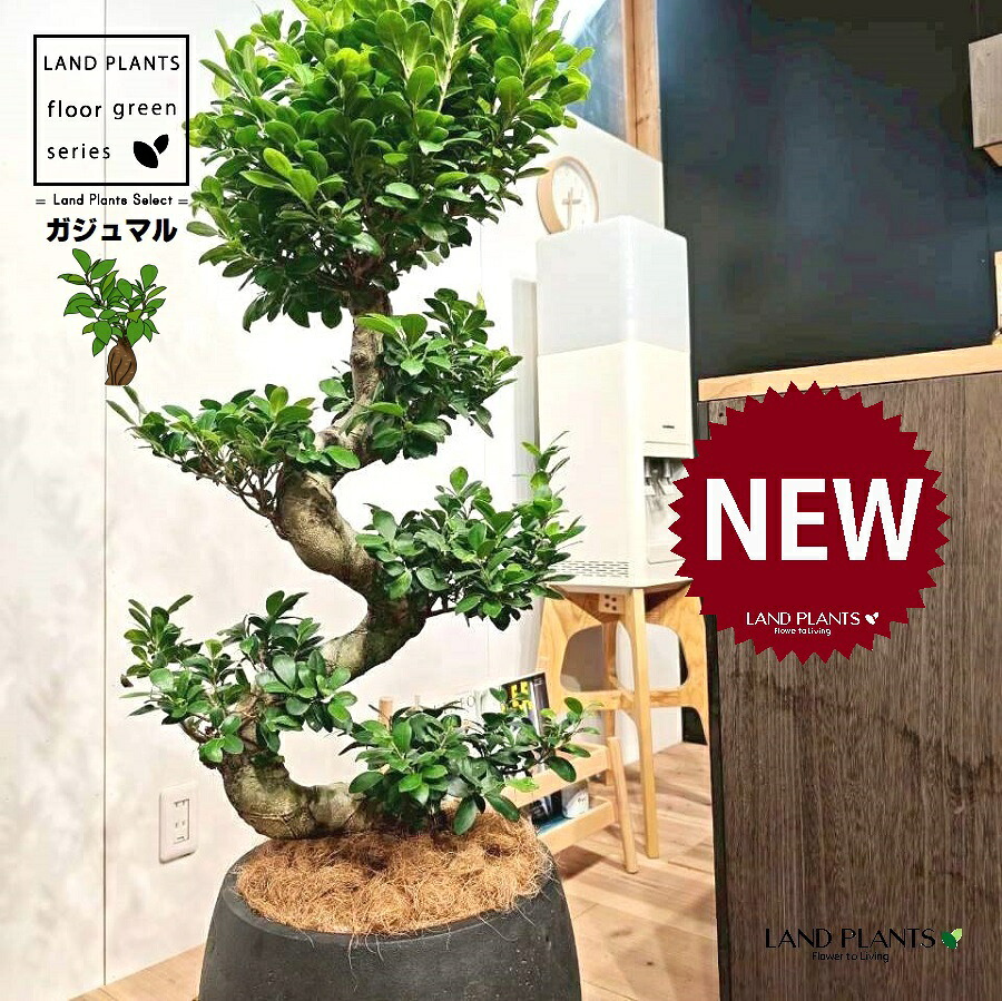 観葉植物 10号 ガジュマル」の人気商品一覧 | 安い商品を通販サイト