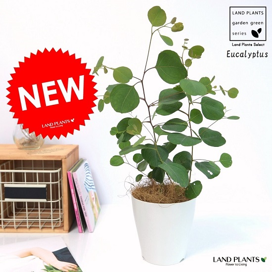 楽天市場】ユーカリ ポポラス（観葉植物｜花・観葉植物）：花