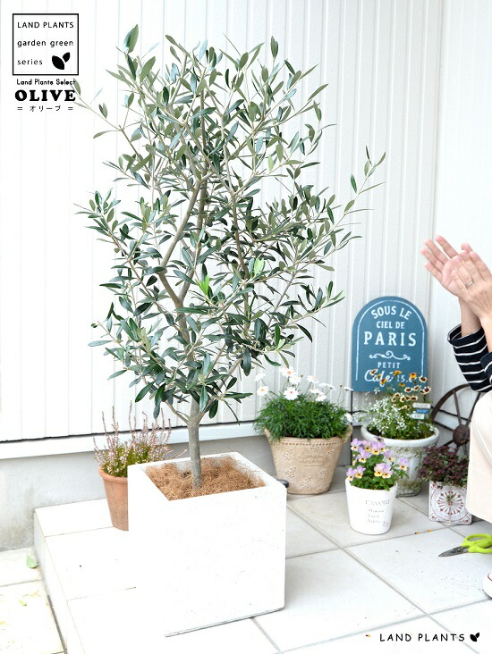 楽天市場】オリーブ（自然樹形） 白色 ファイバー キューブ型 陶器鉢 1