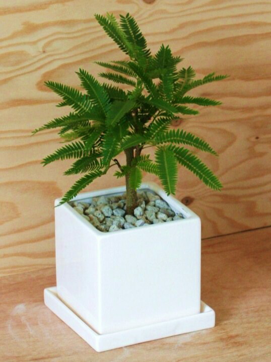 楽天市場】エバーフレッシュ 白色 キューブ陶器 Sサイズ 【黄色小石