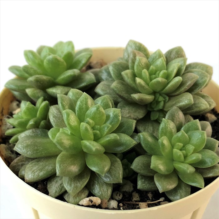 楽天市場】多肉植物 セダム 斑入りリトルジェム 6cmポット 観葉植物