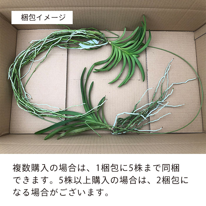 楽天市場】洋ラン バンダ サンチャイゴールドスポット 幼苗 吊り 洋蘭