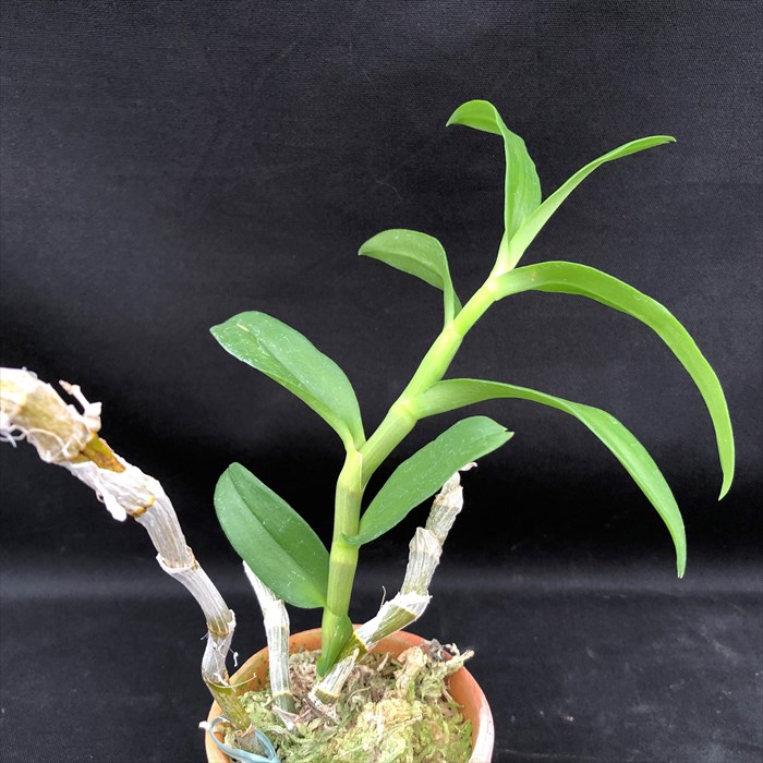 楽天市場】洋ラン【開花見込株】デンドロビウム パリシー セミアルバ