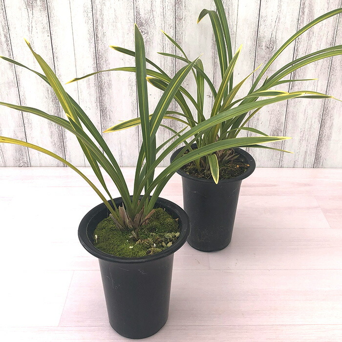 楽天市場】【花芽付き】キンリョウヘン 金稜辺 常盤錦 斑入り 4号鉢 苗