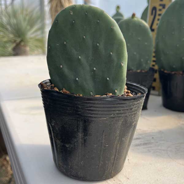 楽天市場】ウチワサボテン バーバンク サボテン ドライガーデン 2.5号