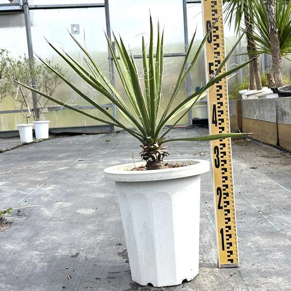 楽天市場】フィリフェラ ユッカの通販