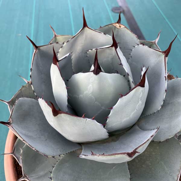 楽天市場】【送料無料】アガベ パリー トルンカータ トランカータ