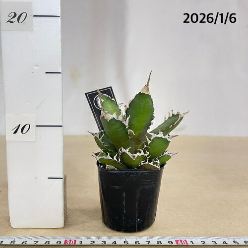 楽天市場】アガベ チタノタ レッドキャットウィーズル(レッドキャット