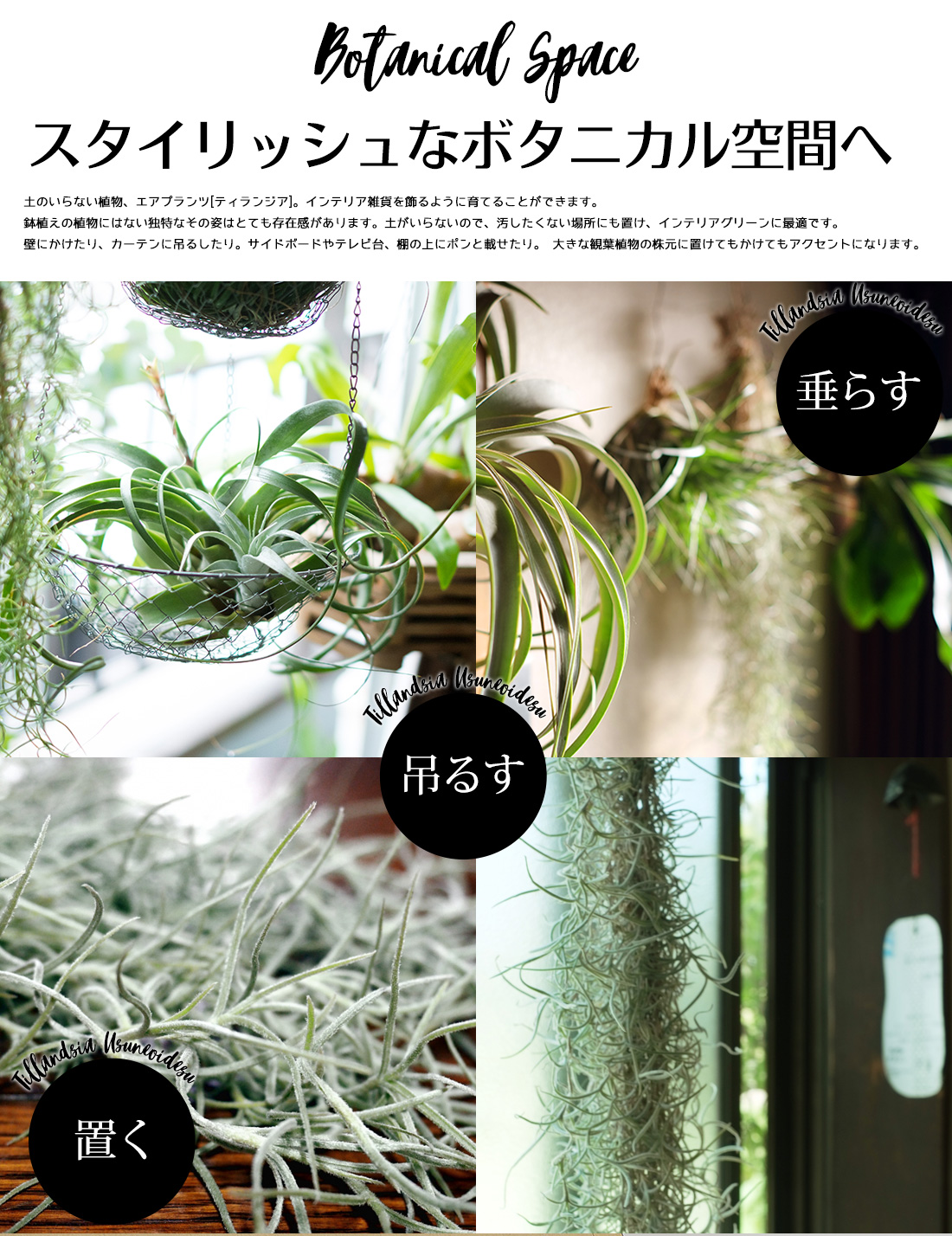 楽天市場】【お買い物マラソン】☆予約☆1000円ポッキリ！【期間限定