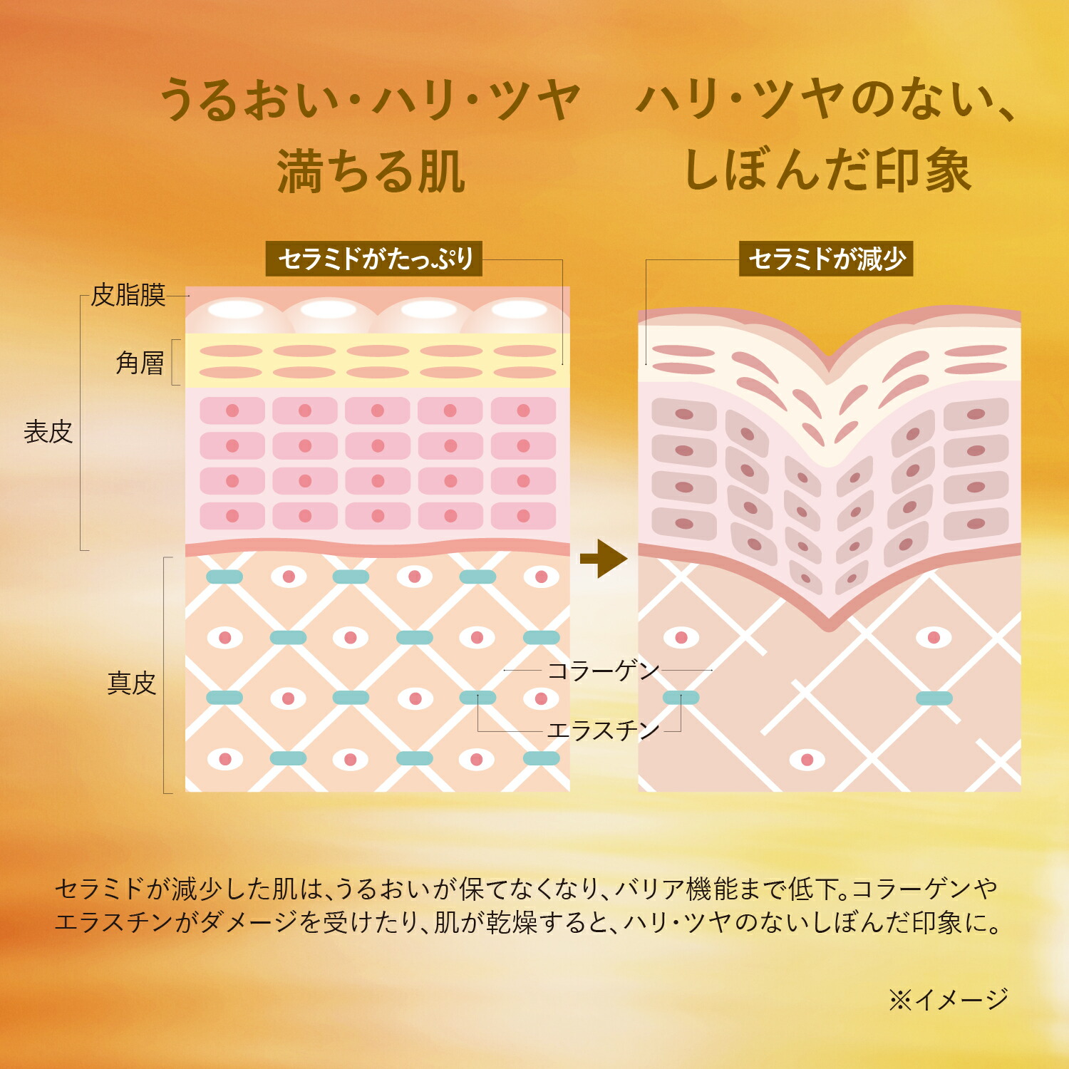 楽天市場】【公式】ロクシタン L'OCCITANE 〈レーヌデプレ〉イルミネ