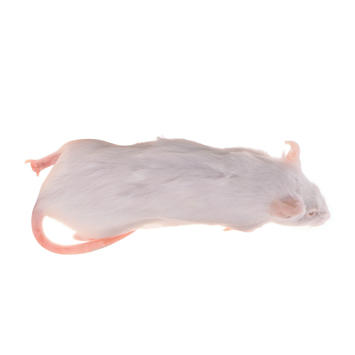 楽天市場】「リタイア 45匹 Biokimia 」 約10cm 40g+ 冷凍マウス 冷凍