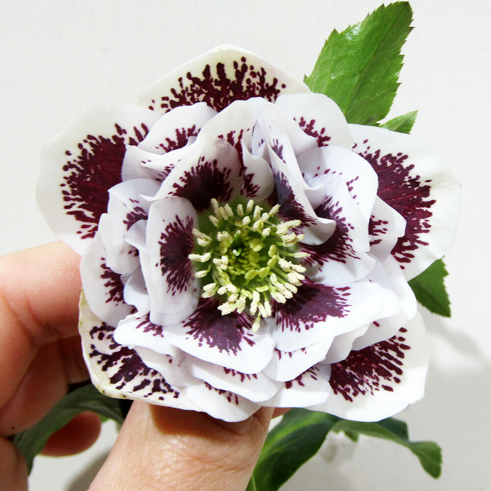 楽天市場】野田交配 クリスマスローズの通販