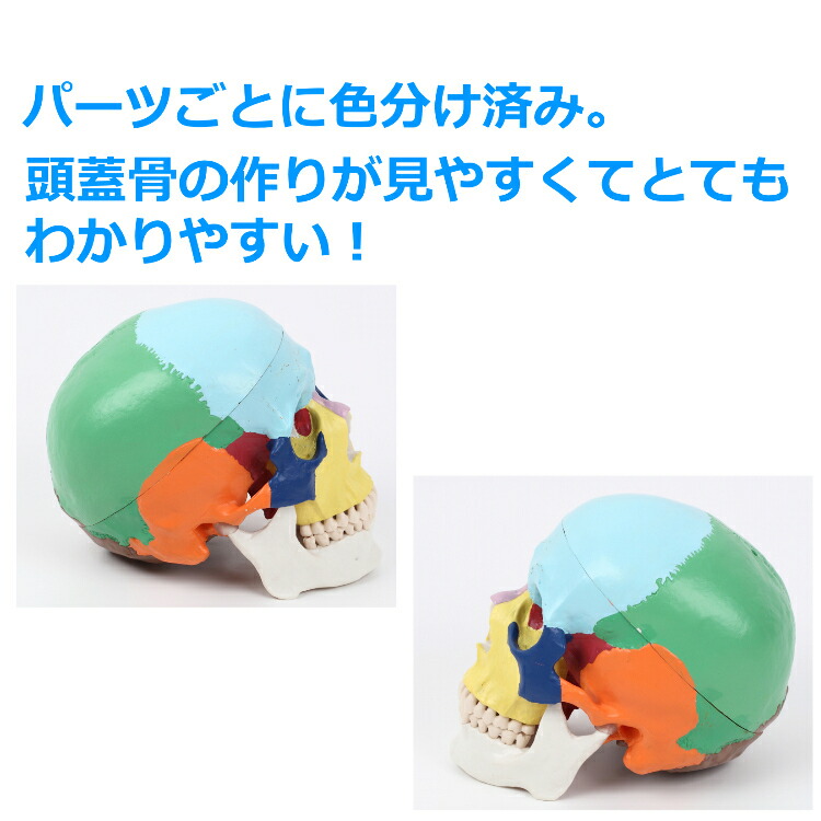 楽天市場】◇楽天1位◇ 頭蓋骨 模型 カラー 人体模型 頭蓋骨 実物大
