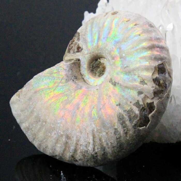 楽天市場】【マダガスカル産 厳選品質 一点物】アンモナイト 化石 にじ