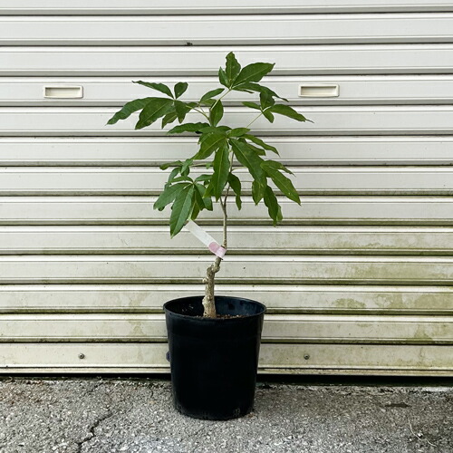 ホワイトサポテ 苗」の人気商品一覧 | 安い商品を通販サイトから探す