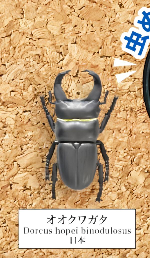 楽天市場】オオクワガタ 標本の通販