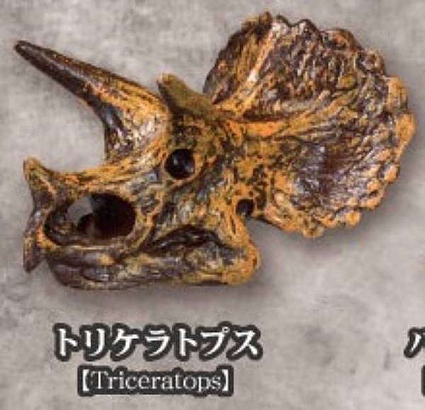 楽天市場】トリケラトプス 化石 置物の通販