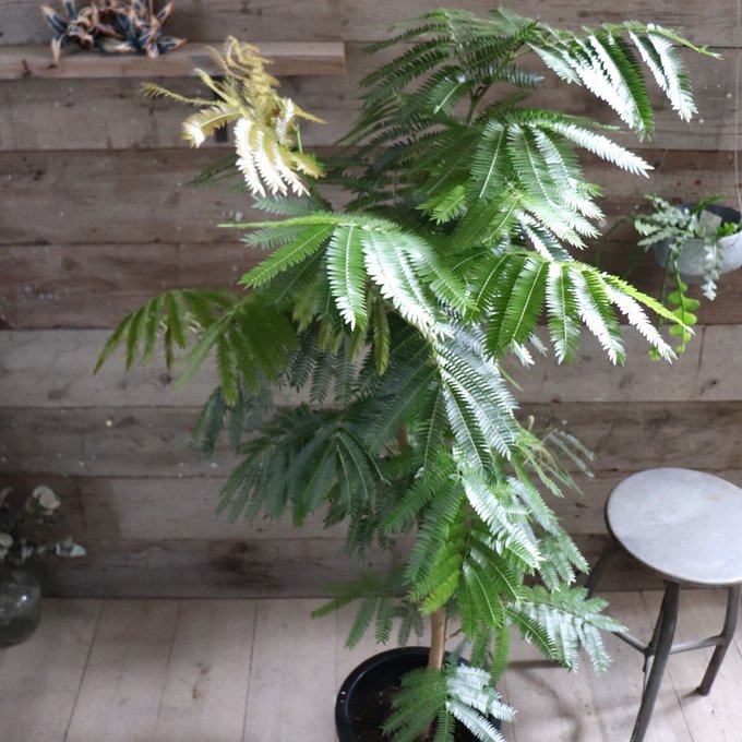 楽天市場】エバーフレッシュ（高さ（植物）131cm ～）の通販