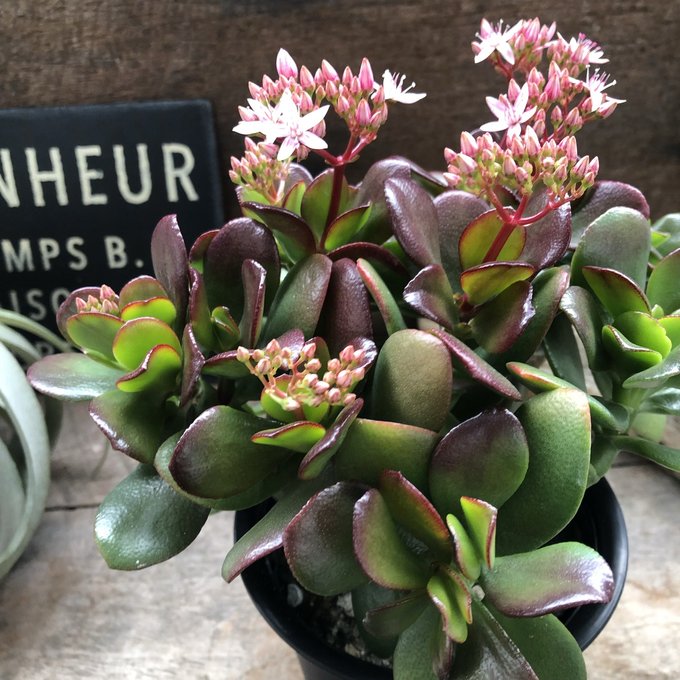 楽天市場】【金のなる木 4号】☆ 花月 成金草 冨 幸運を招く 多肉植物